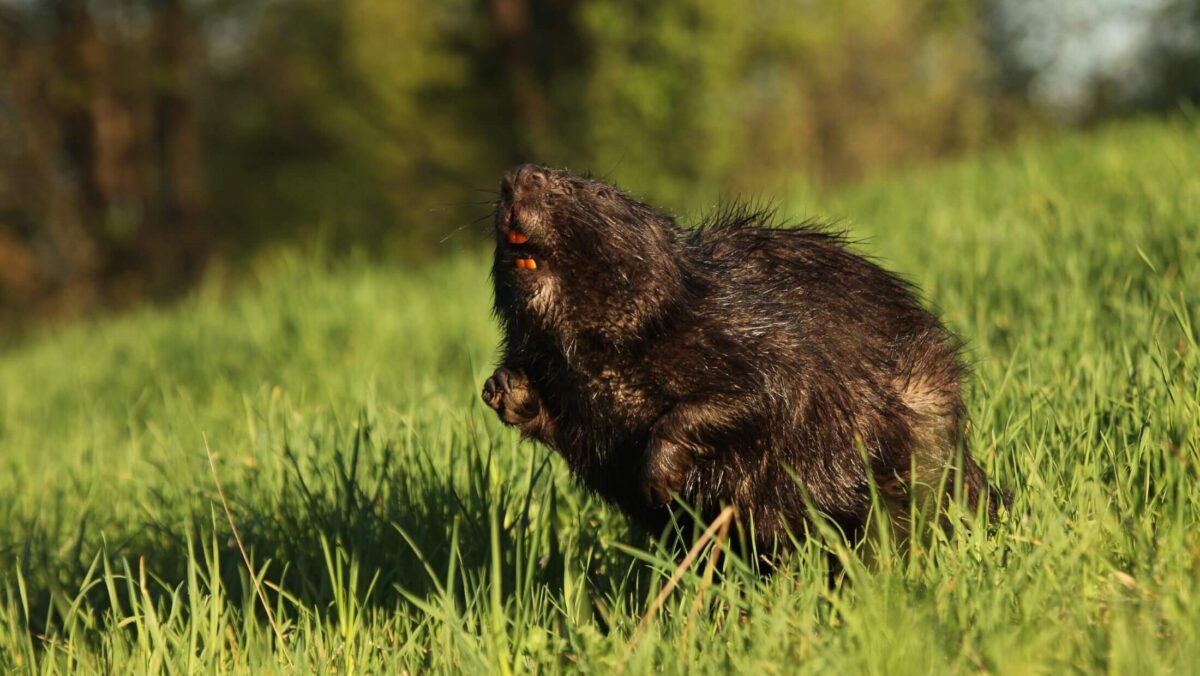 Wigierski Park Narodowy