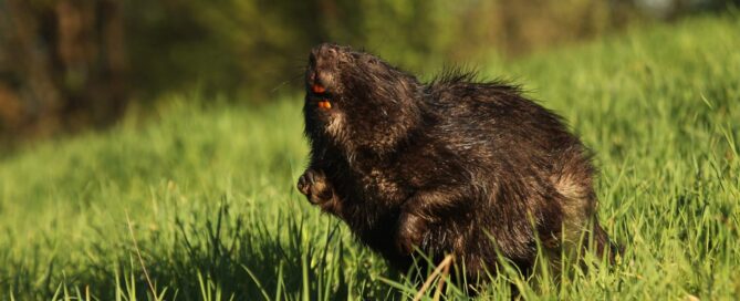 Wigierski Park Narodowy